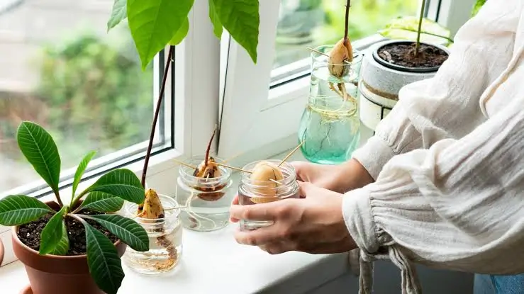 how to grow an avocado seed: From Kitchen Scrap to Thriving Plant how to grow an avocado seed