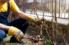 How to Prune Roses: A Complete Guide to Healthier Plants and Better Blooms How to prune roses
