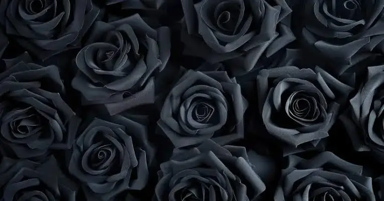 Black Roses: Meaning, Symbolism, Varieties, and How to Grow Them black roses