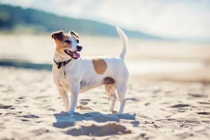 Vogue Paws: Where Pet Style Meets Everyday Comfort vogue paws
